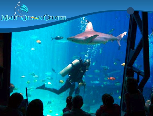 Image result for SHARK DIVE MAUI OCEAN CENTER